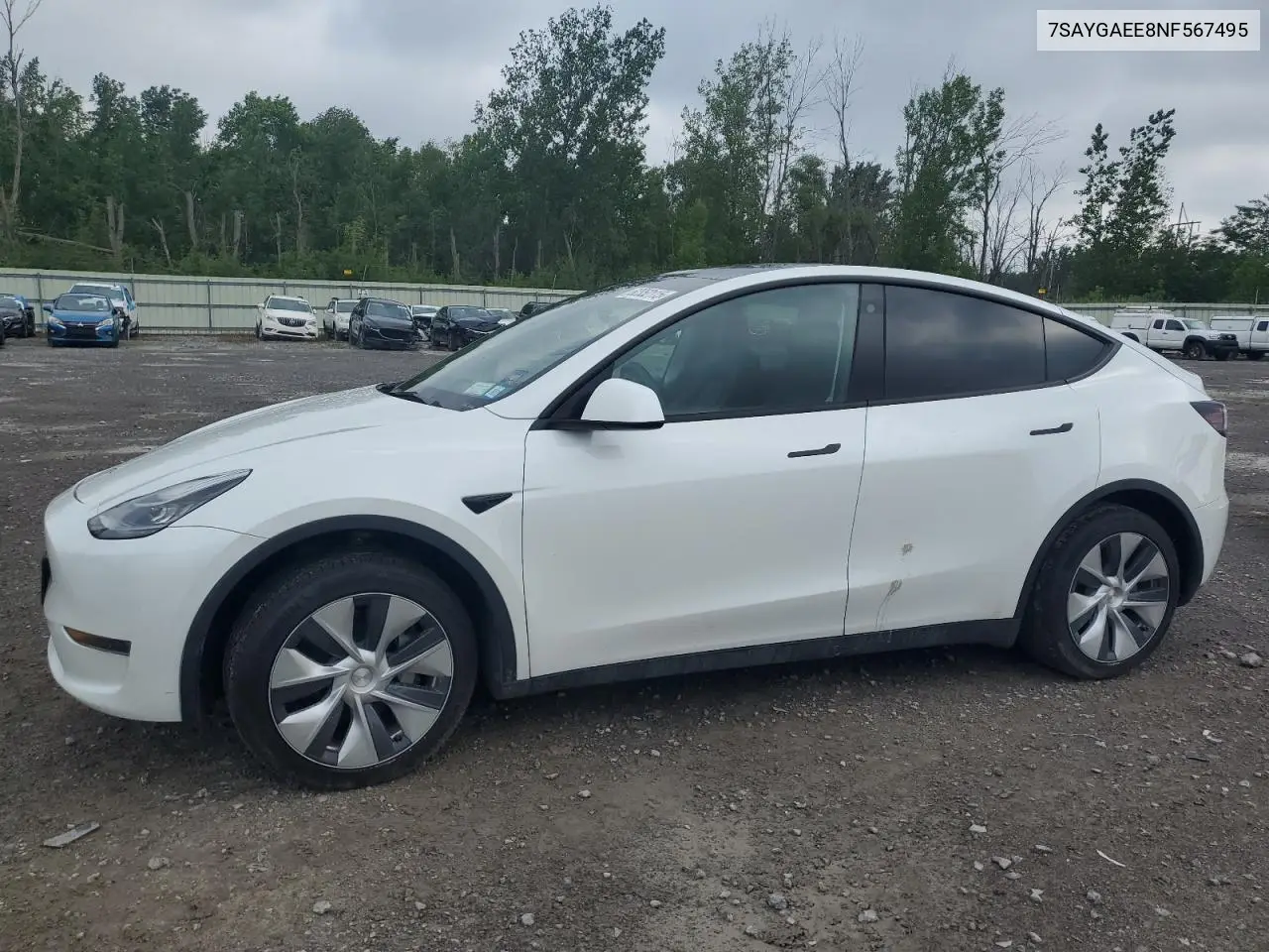 2022 Tesla Model Y VIN: 7SAYGAEE8NF567495 Lot: 62352115