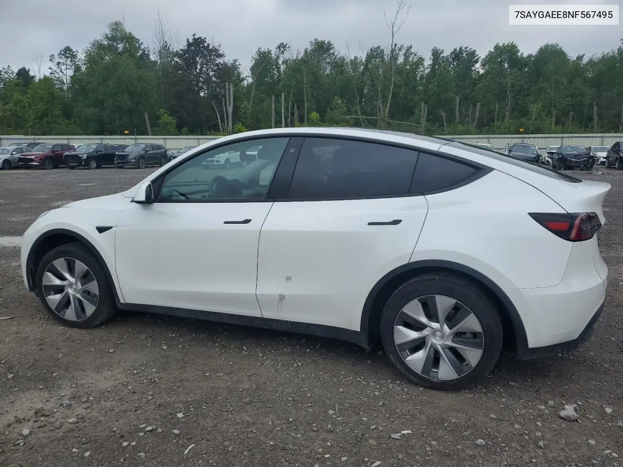 2022 Tesla Model Y VIN: 7SAYGAEE8NF567495 Lot: 62352115